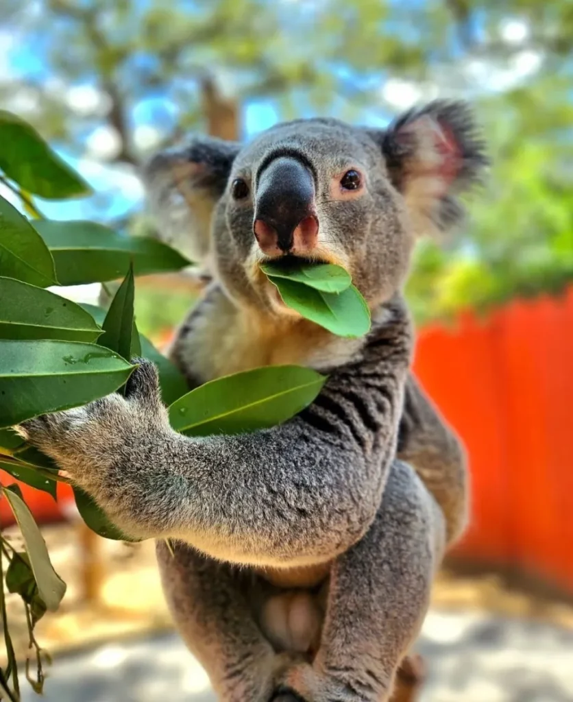 Activities at the Koala Conservation Centre