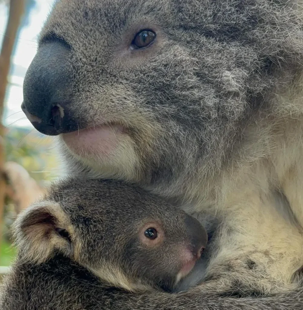 Background of the Koala Reserve