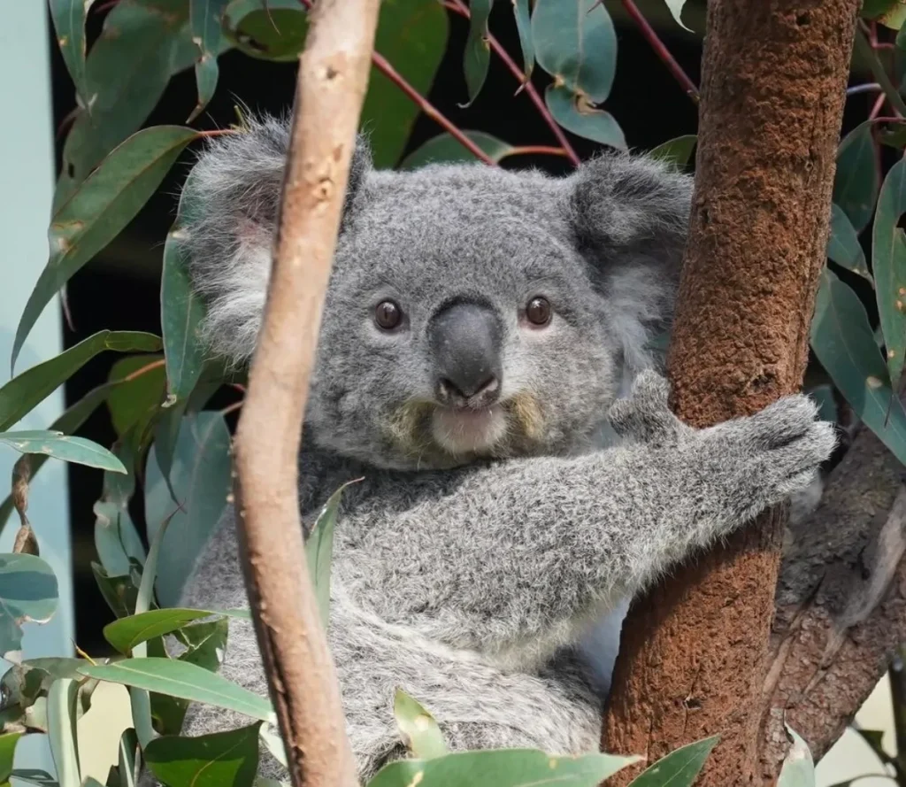 Facts about the Koalas at the Conservation Centre