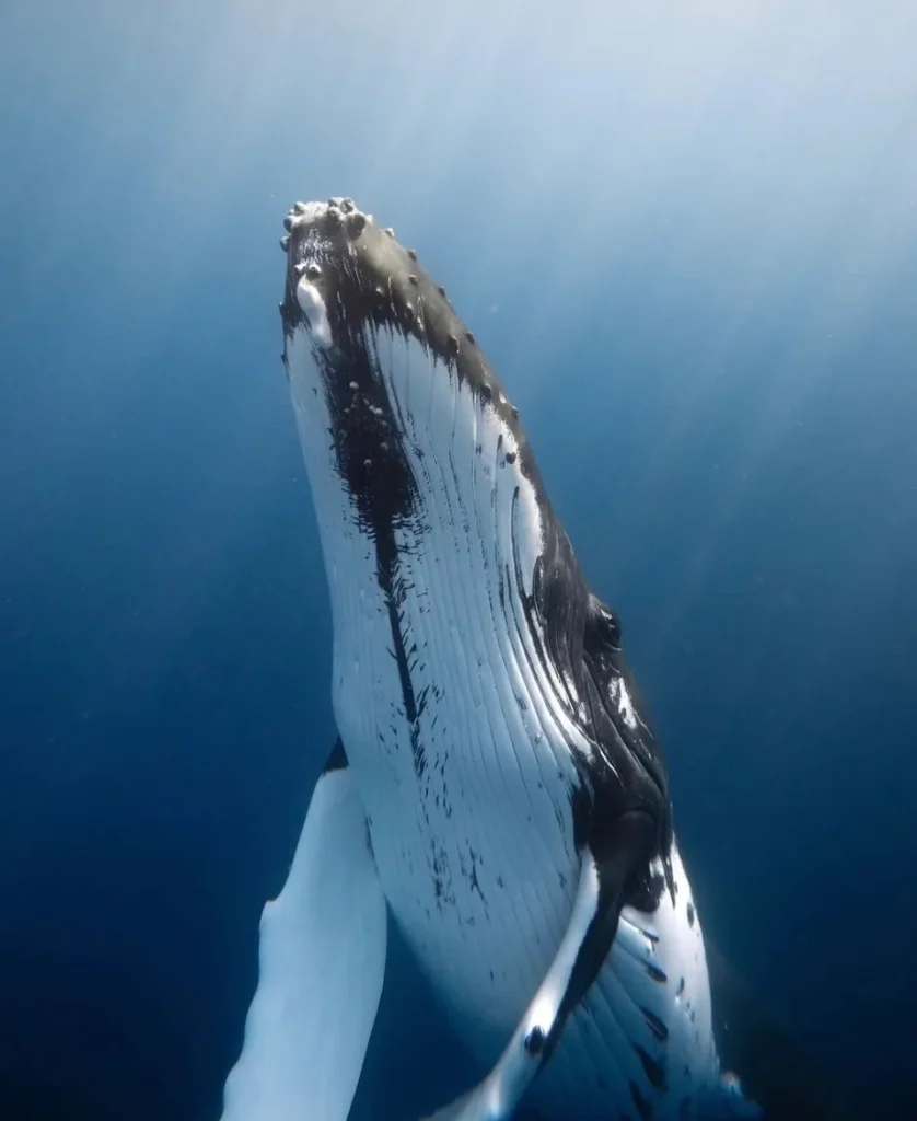 Humpback Whale