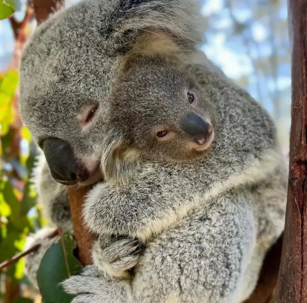 Koala Conservation Center: An Insight into Phillips Island’s Koala Sanctuary