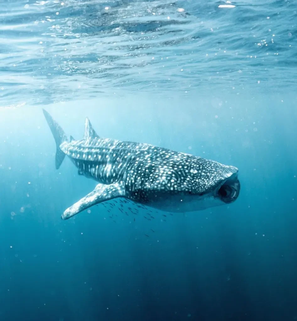 Ningaloa Whale Shark Swim