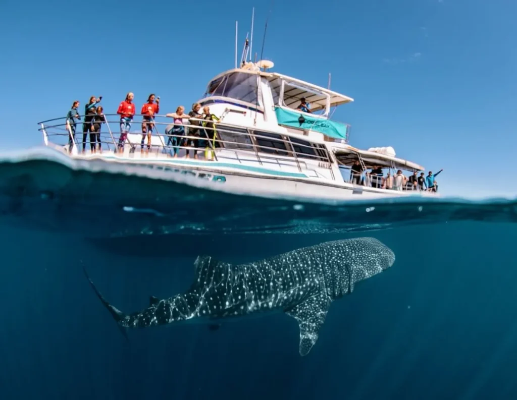 Ningaloo Reef The Gentle Ocean Giants