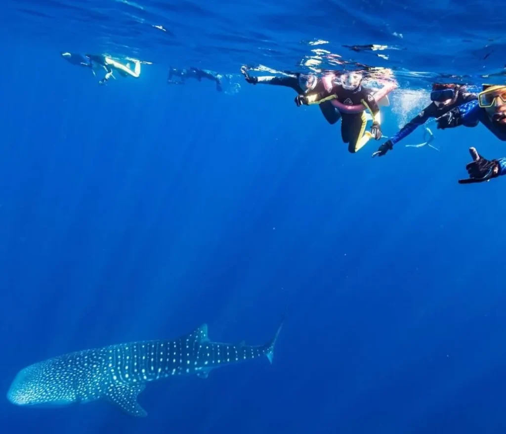 Ningaloo Whale shark tours