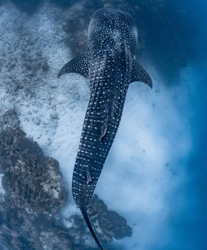 Ningaloo Whale Sharks: An Unforgettable Ocean Adventure