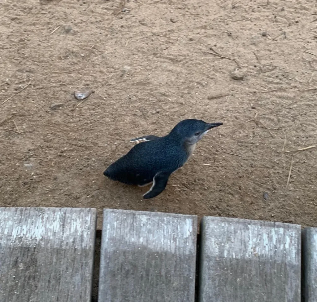 Penguin Parade