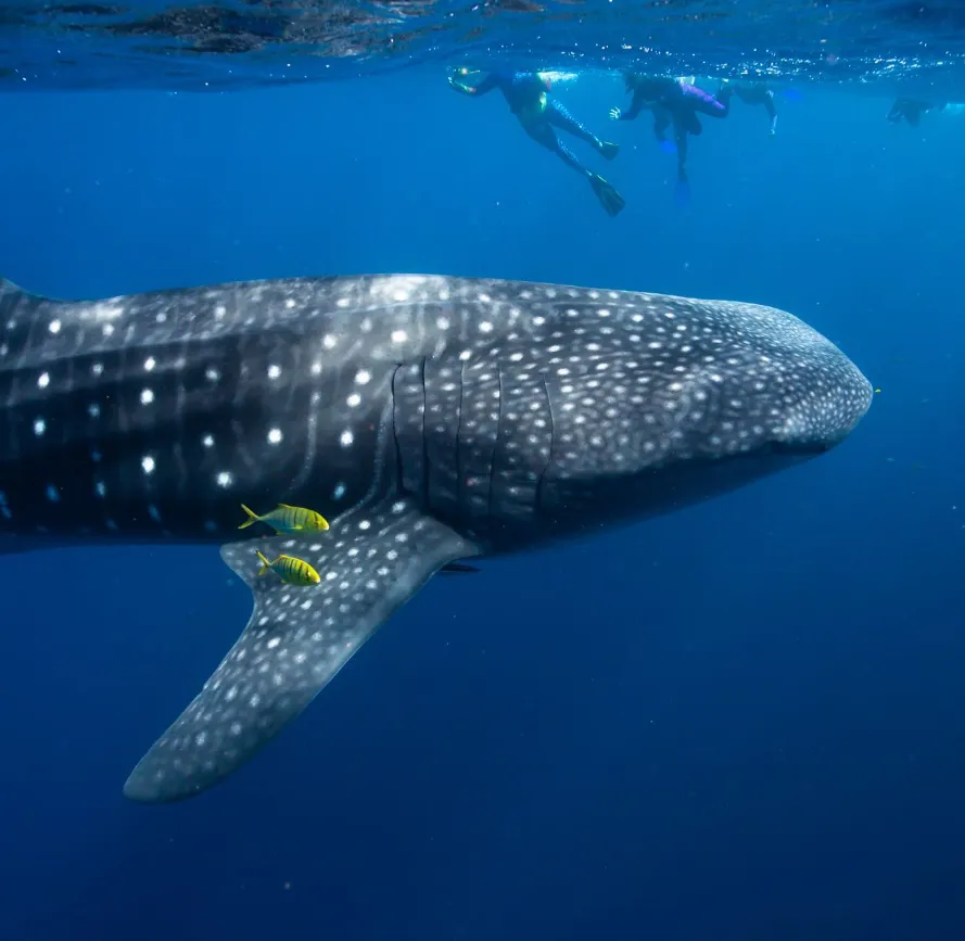 Spotting the Whale Sharks