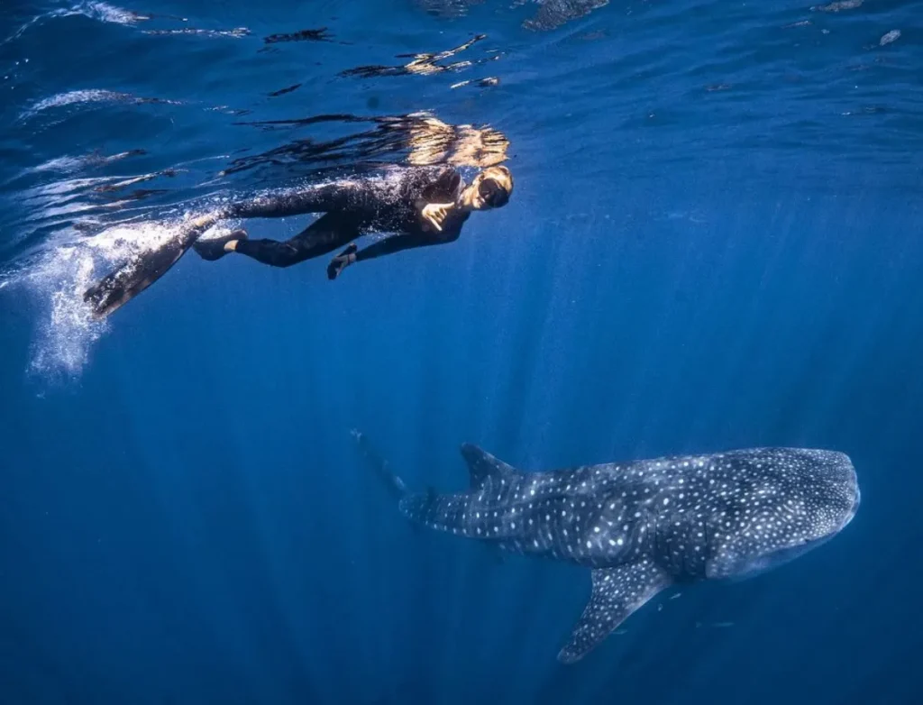 Swimming with whale sharks