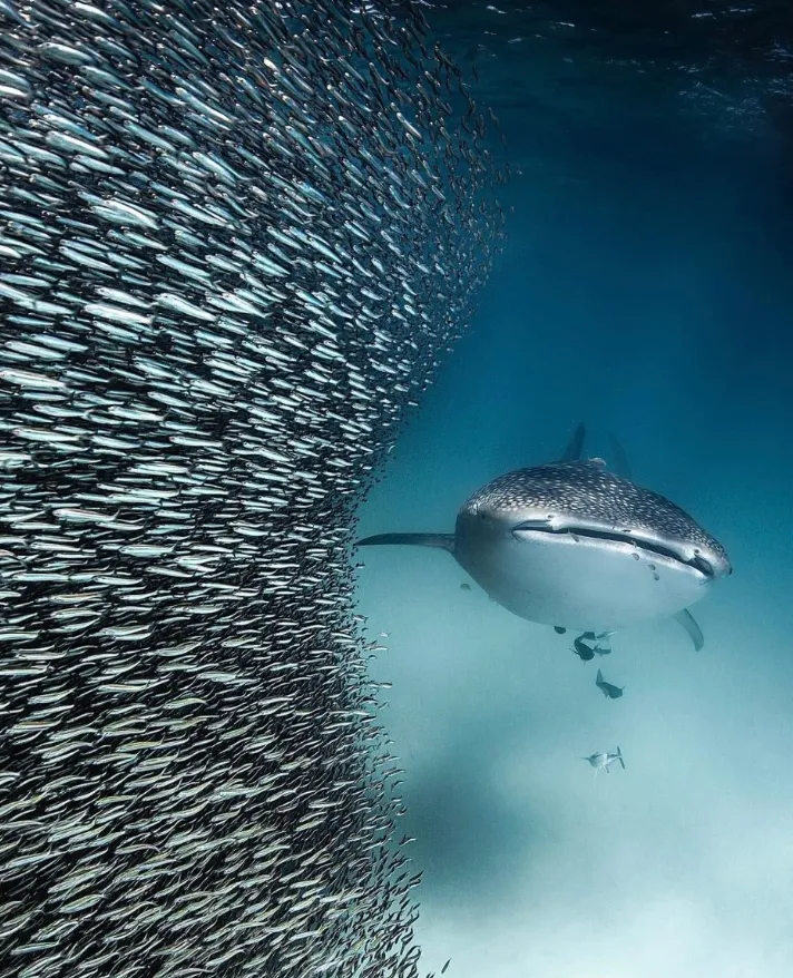 The Science Behind Ningaloo’s Whale Shark Aggregations