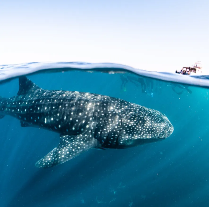 Whale Shark Tours in Ningaloo