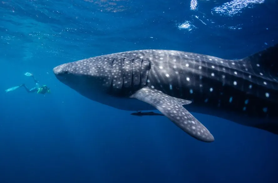 Whale Sharks