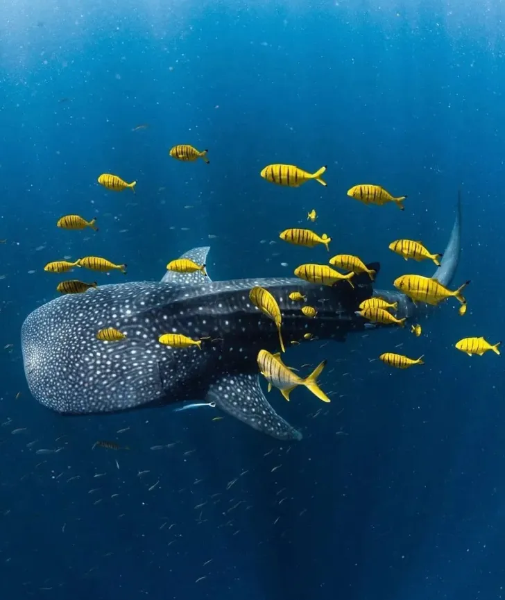 Why do whale sharks aggregate at Ningaloo