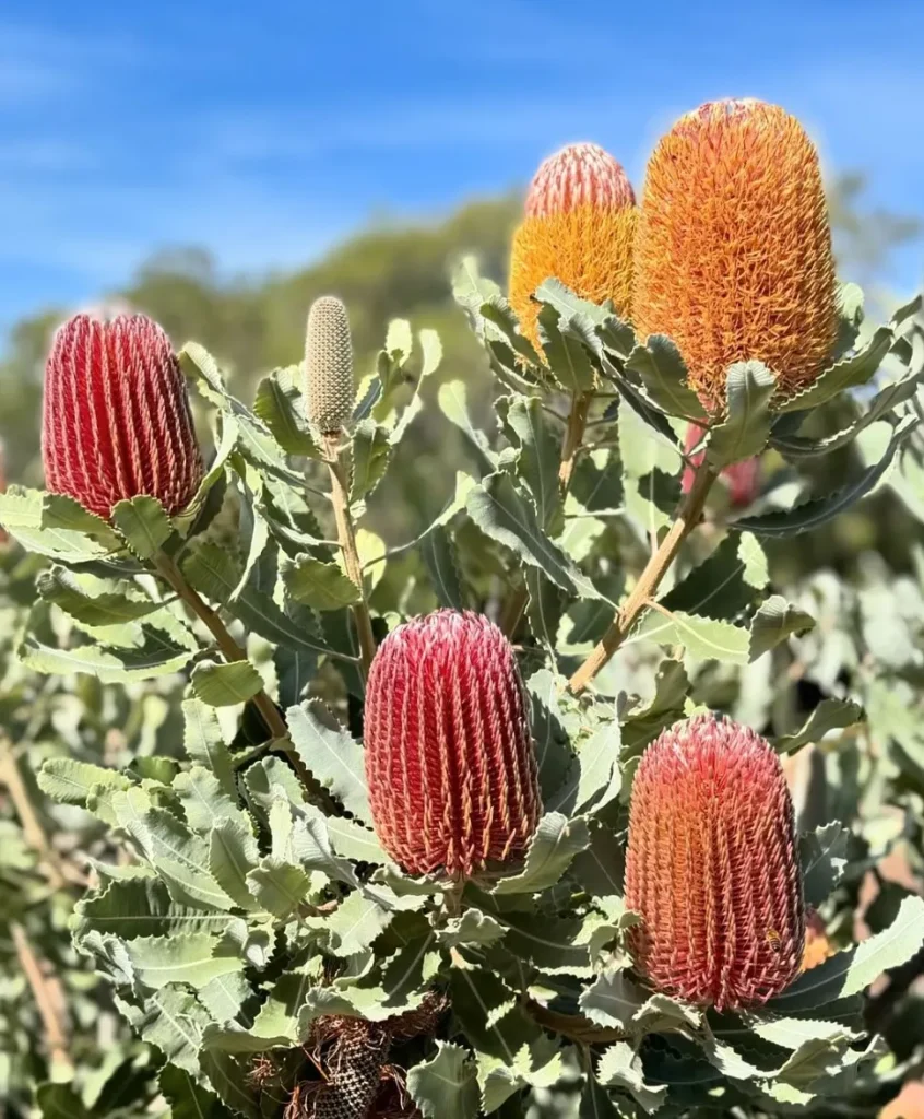 banksias