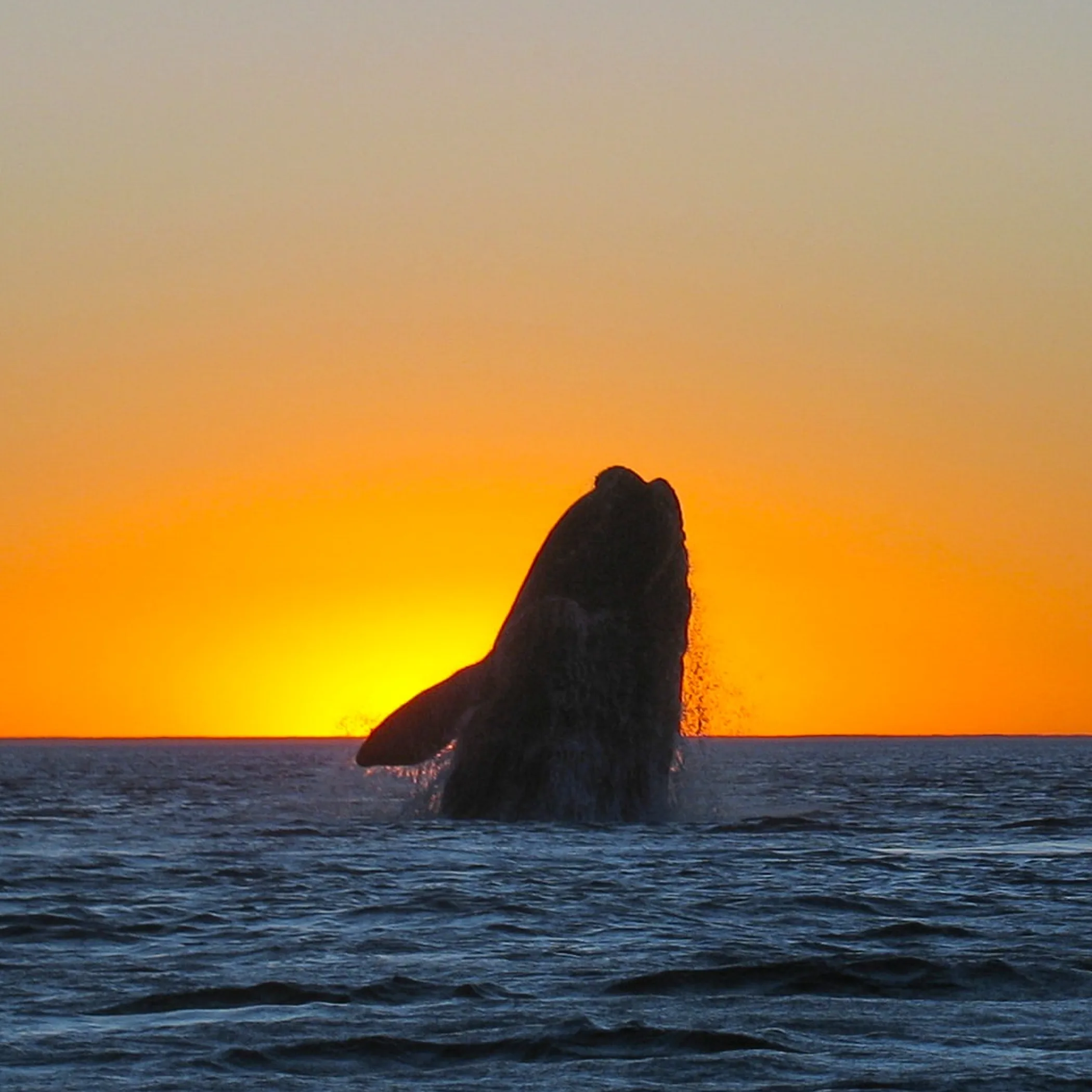 whale swimming in ocean at sunset