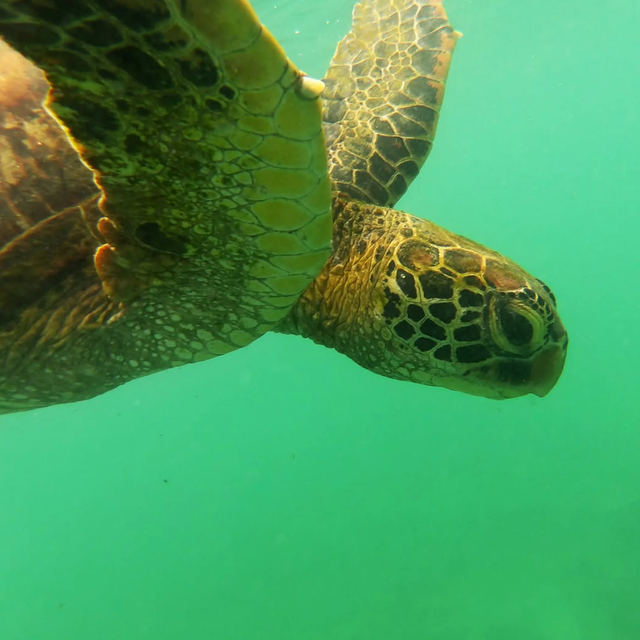 marine life while snorkeling