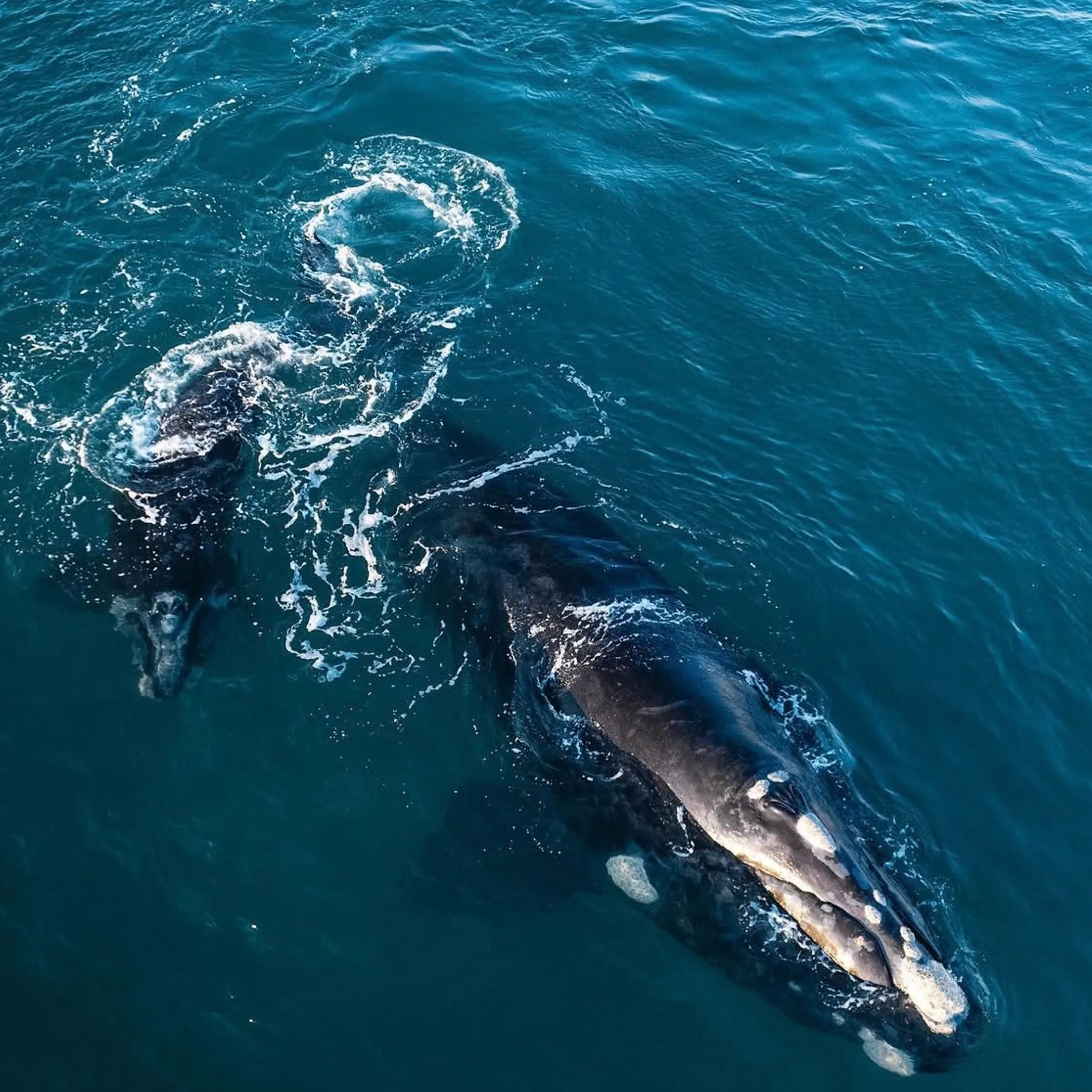 whale breaching ocean waves winter