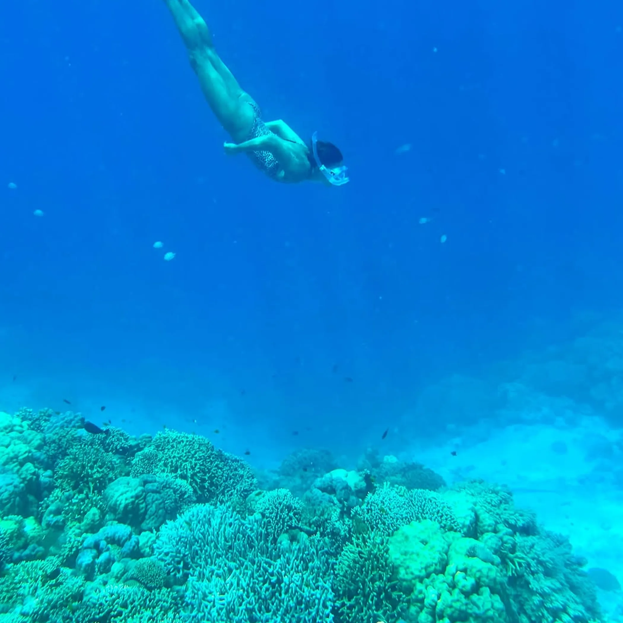 underwater reef activity photo