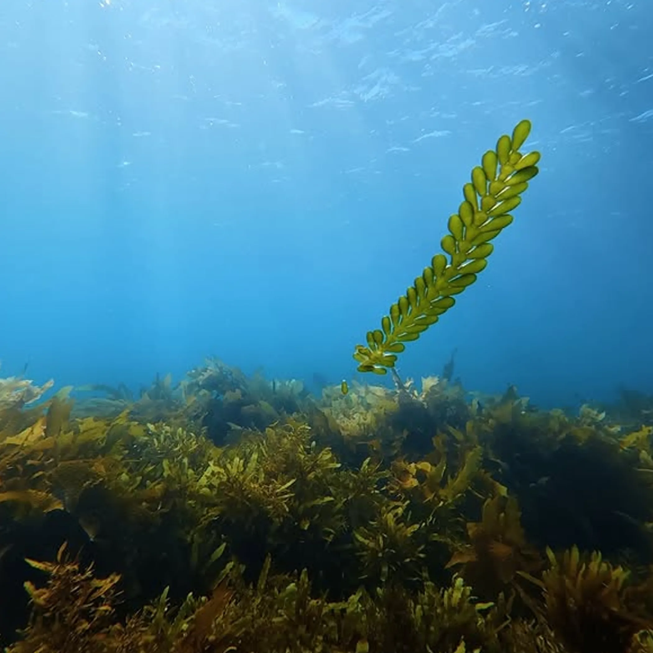 underwater reef scene