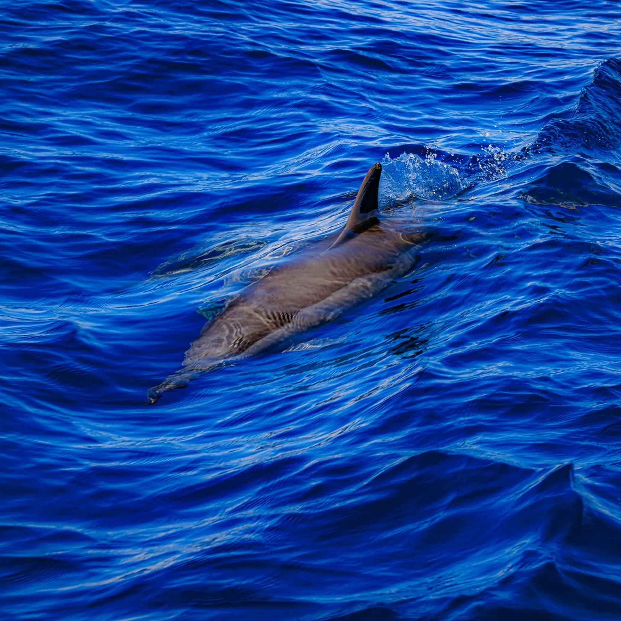 ningaloo reef marine life