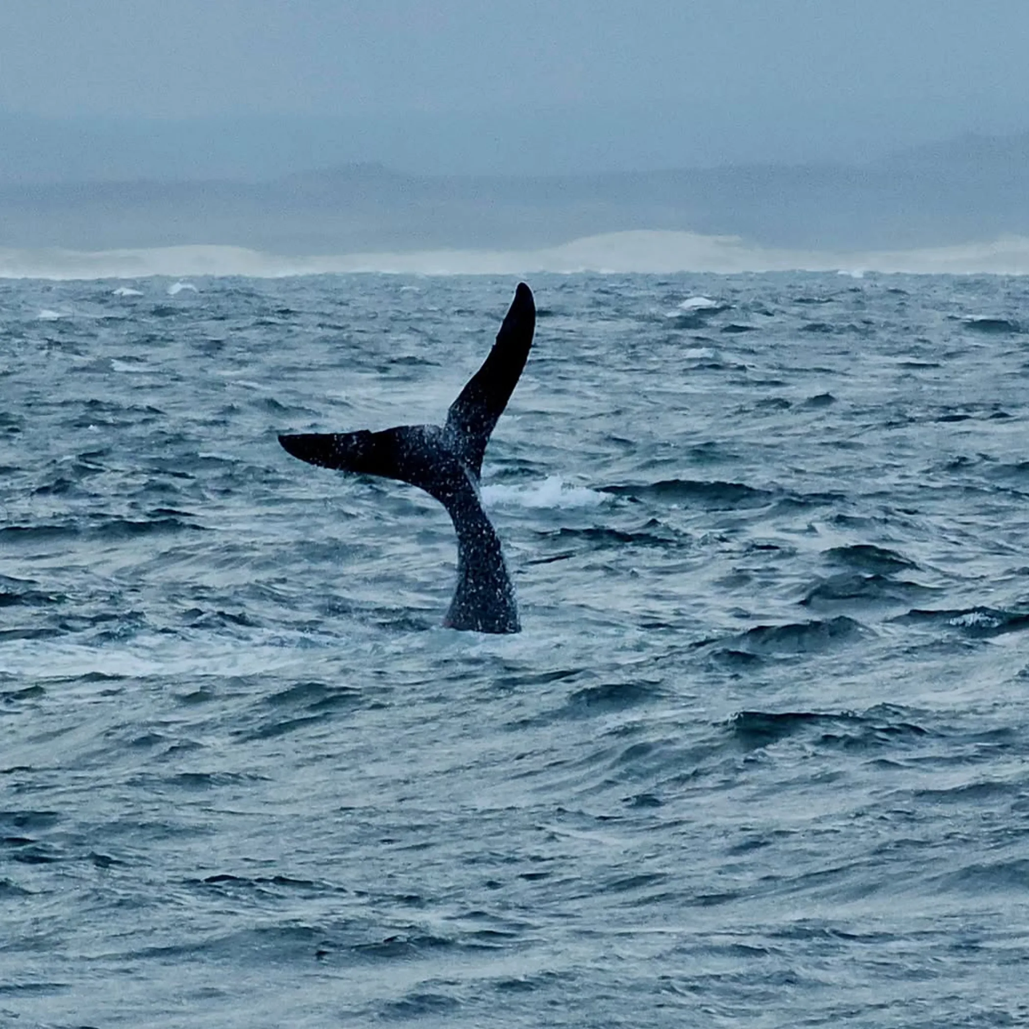 whale breaching ocean waves winter