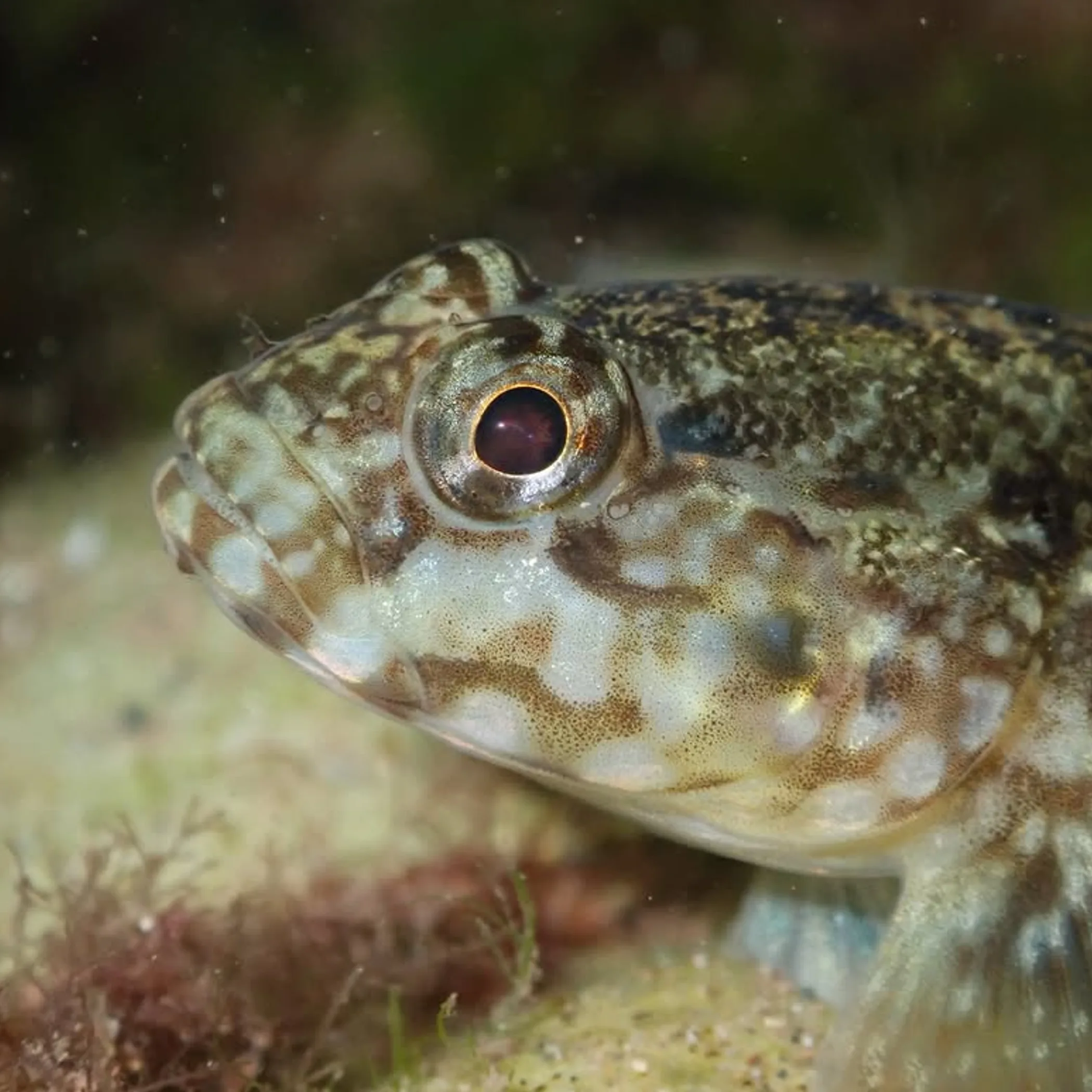 marine life underwater