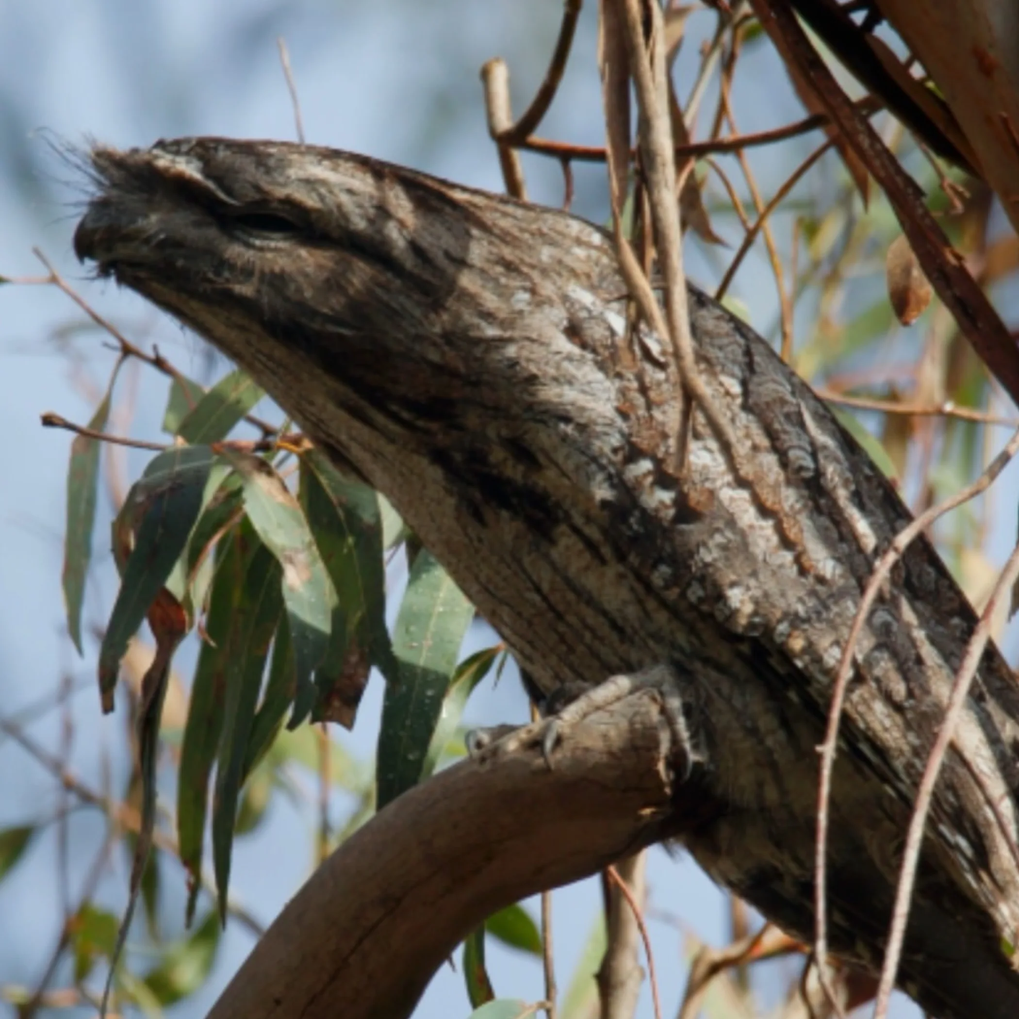 native bird perched on branch