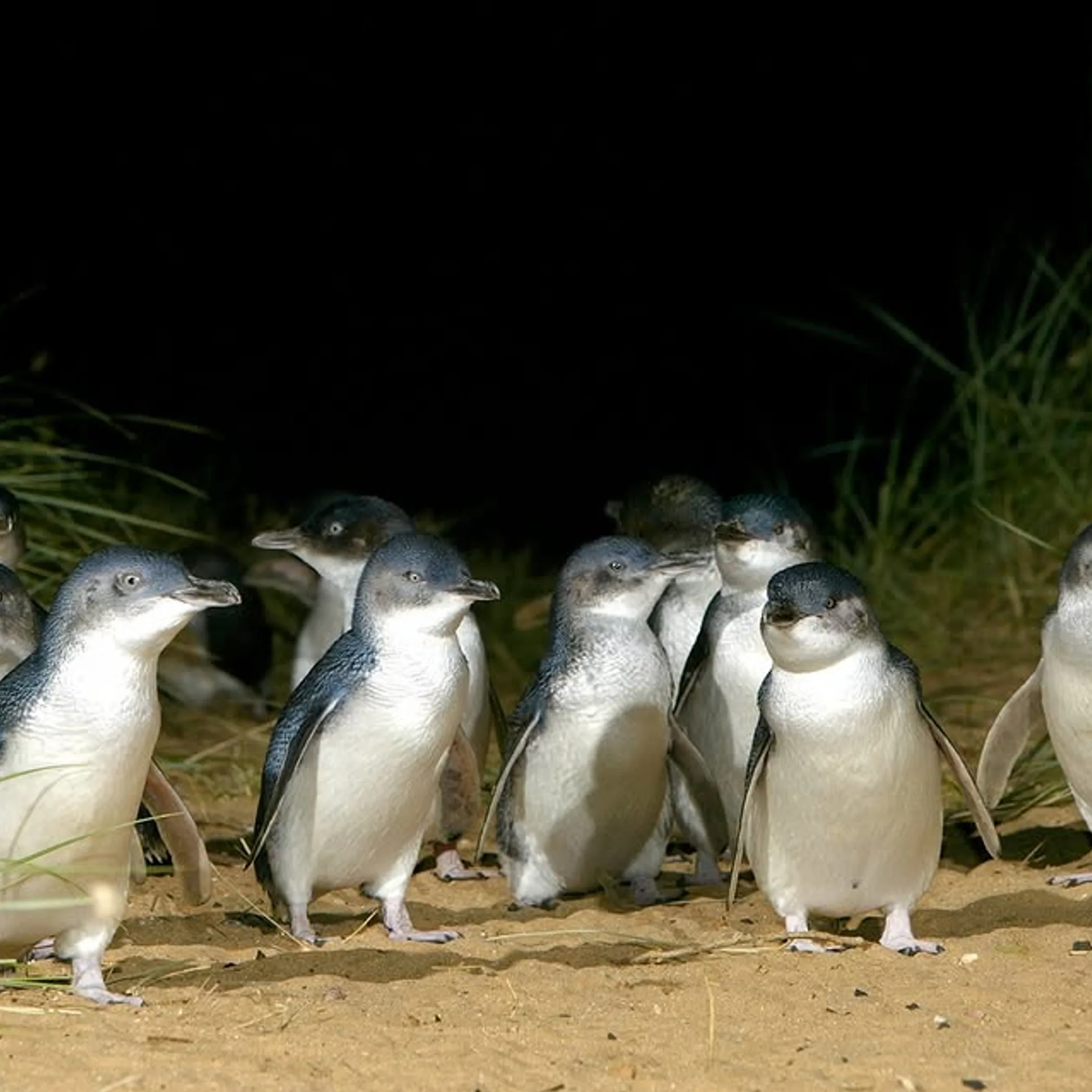 little penguins wildlife scene
