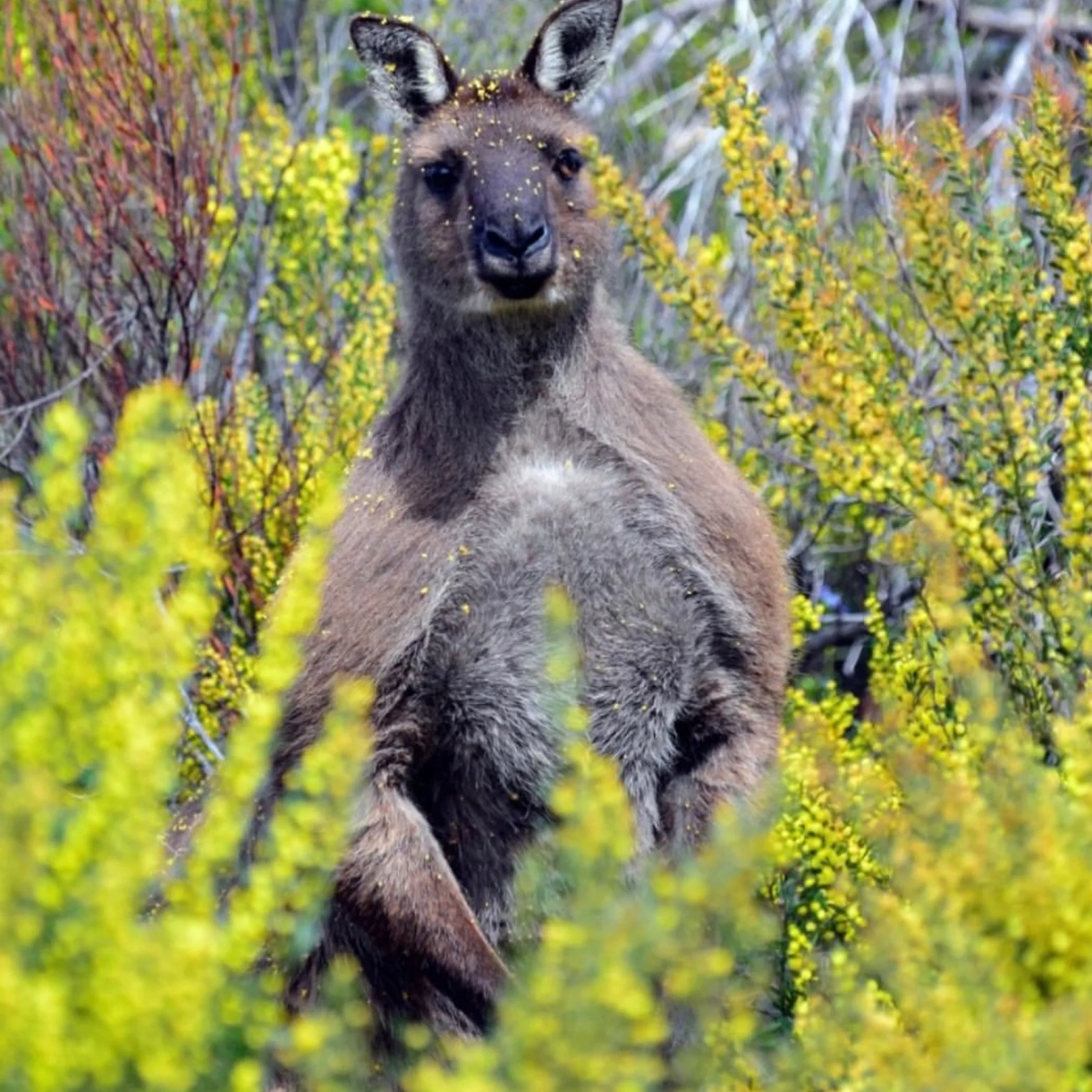 kangaroo island wildlife photograph