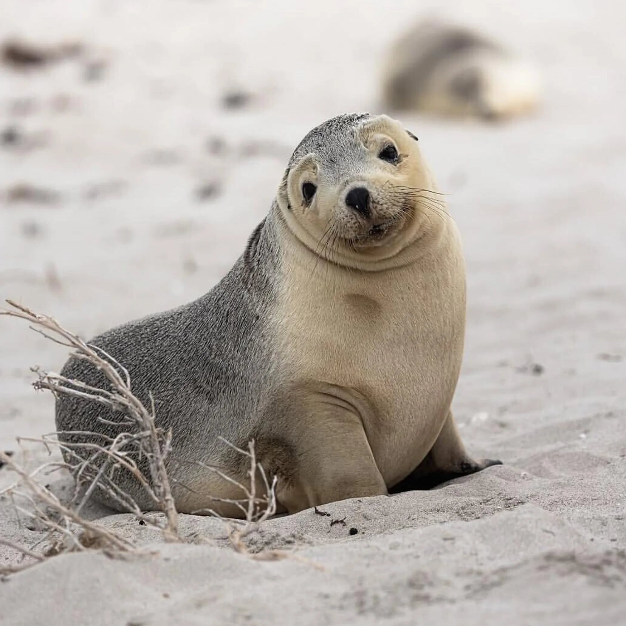 coastal island wildlife