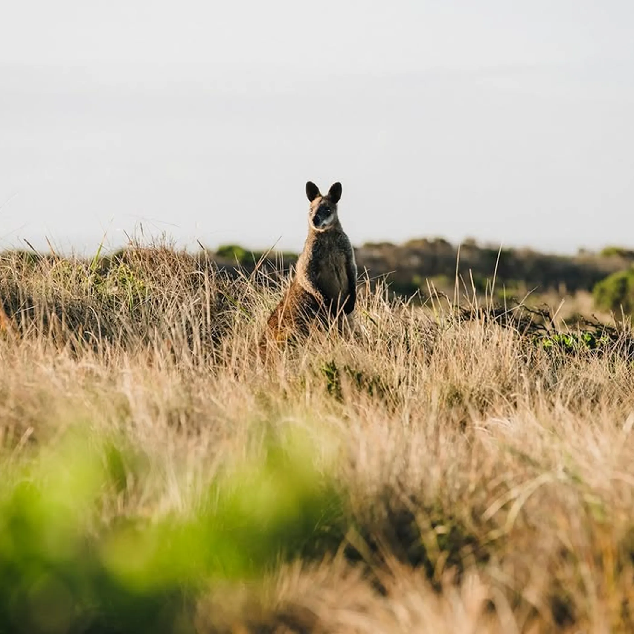 phillip island wildlife photograph